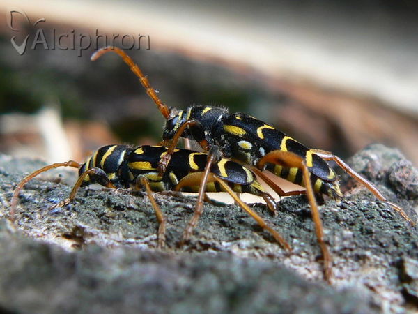 Plagionotus arcuatus