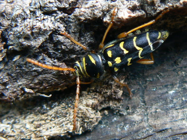 Plagionotus arcuatus