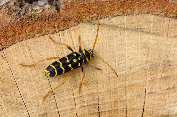 Plagionotus arcuatus