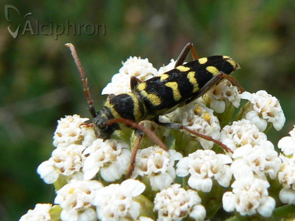 Echinocerus floralis