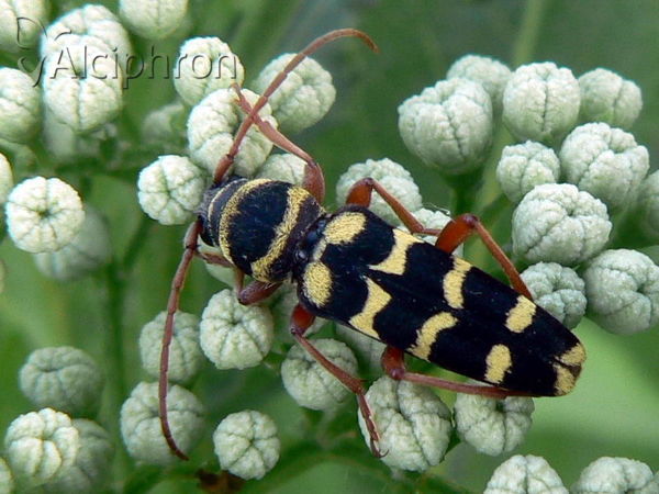 Echinocerus floralis