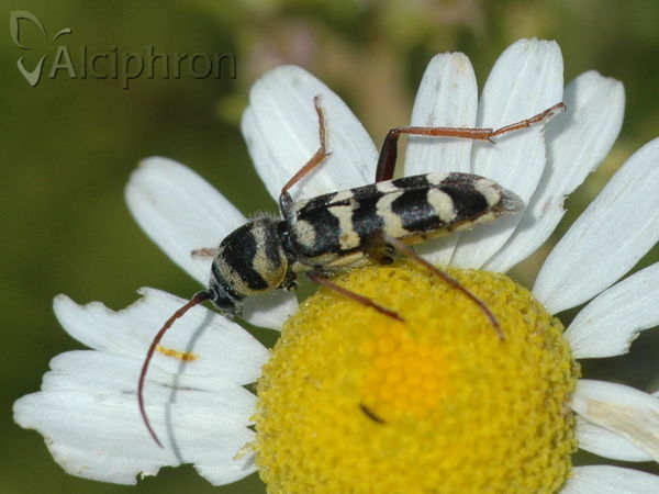 Echinocerus floralis