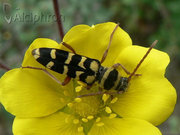 Echinocerus floralis