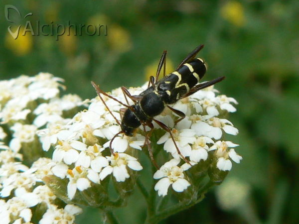 Clytus rhamni