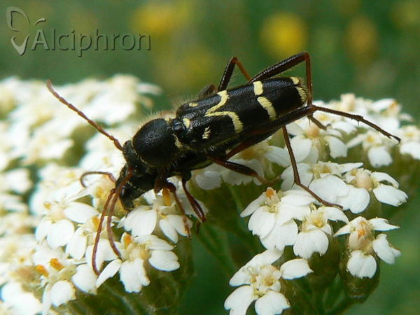 Clytus rhamni