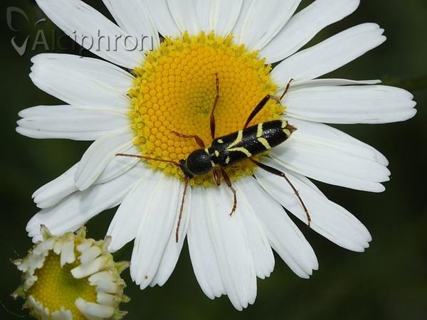 Clytus rhamni