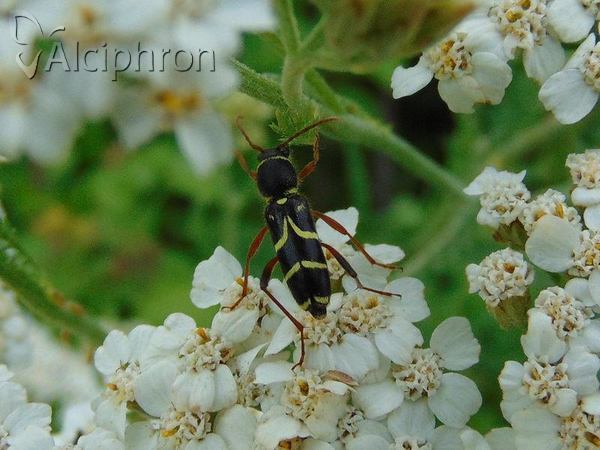 Clytus rhamni