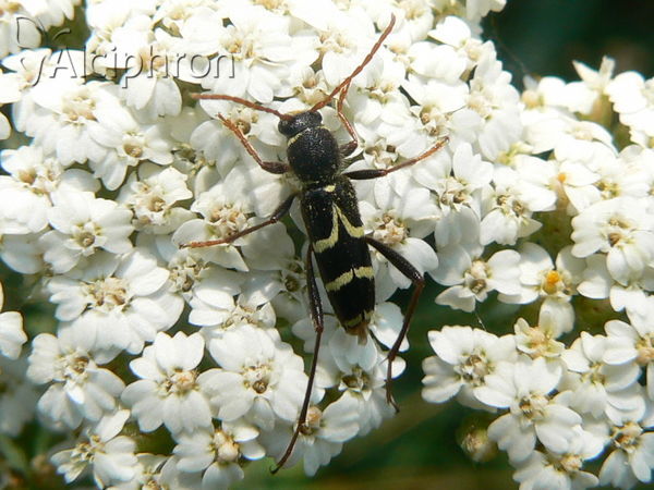 Clytus lama