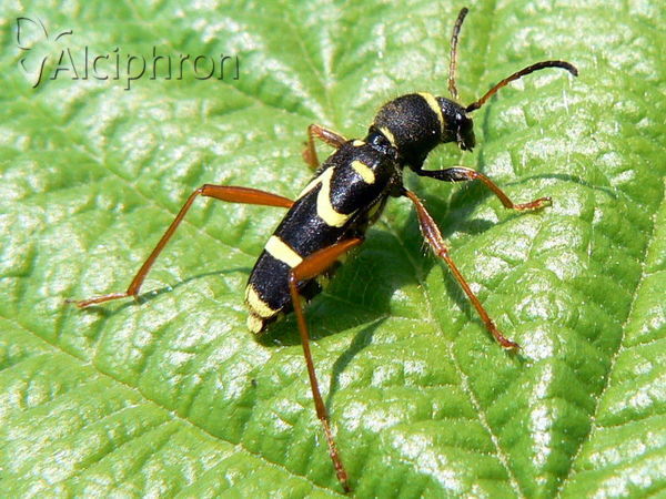 Clytus arietis