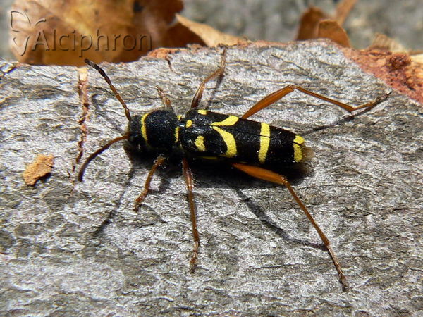 Clytus arietis