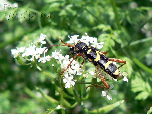 Clytus arietis