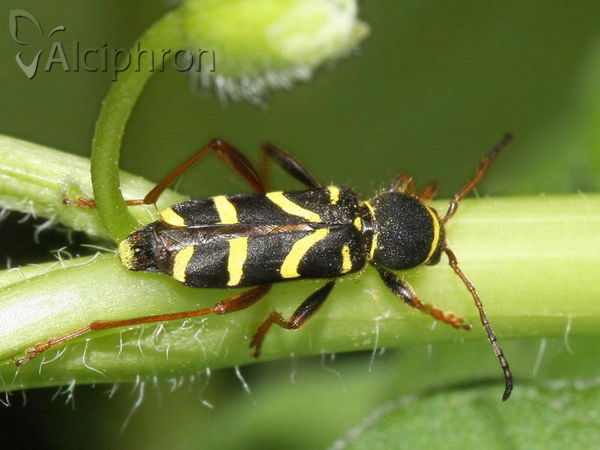 Clytus arietis