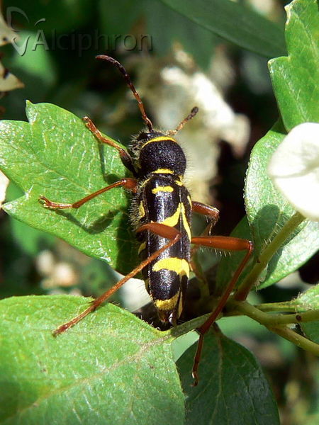 Clytus arietis