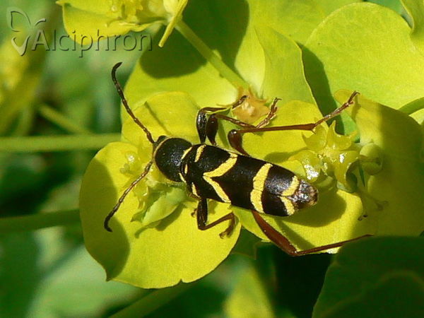 Clytus arietis