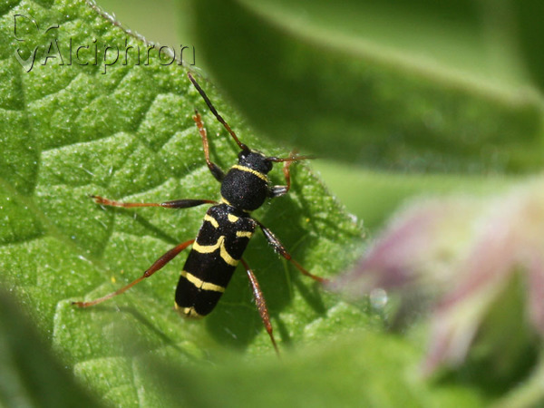Clytus arietis