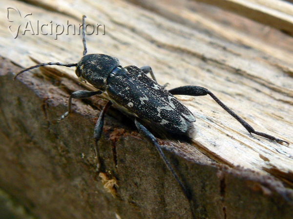 Xylotrechus rusticus