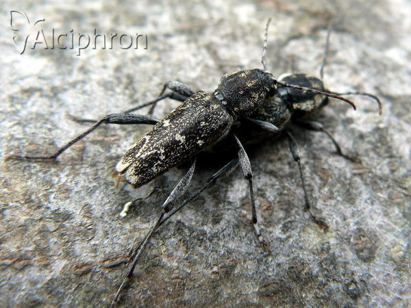Xylotrechus rusticus