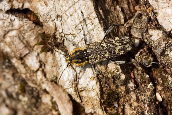 Xylotrechus rusticus
