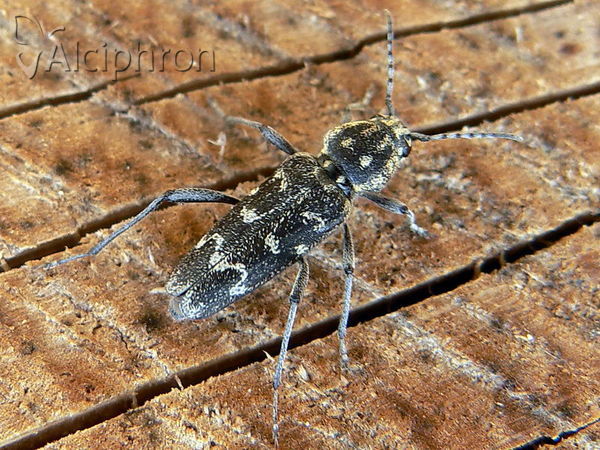 Xylotrechus rusticus