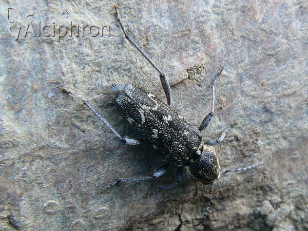 Xylotrechus rusticus