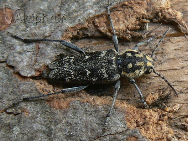 Xylotrechus rusticus