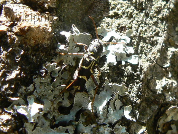 Xylotrechus arvicola