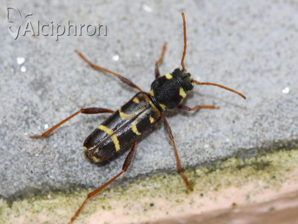 Xylotrechus arvicola