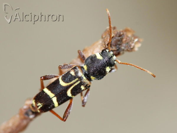Xylotrechus arvicola