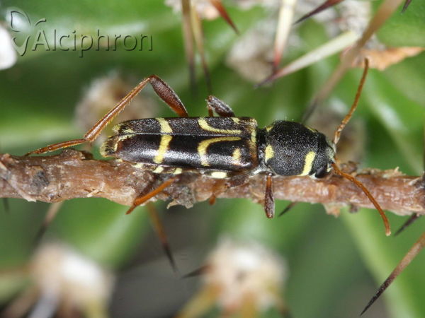Xylotrechus arvicola