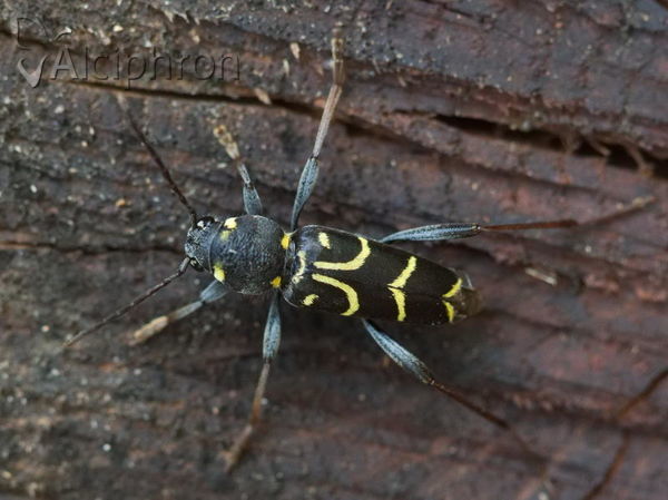 Xylotrechus arvicola