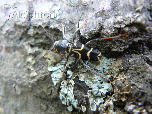Xylotrechus antilope