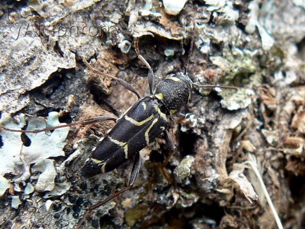 Xylotrechus antilope