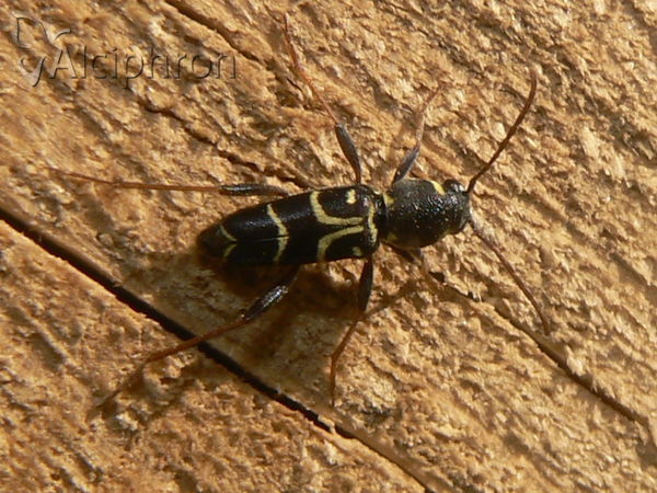 Xylotrechus antilope