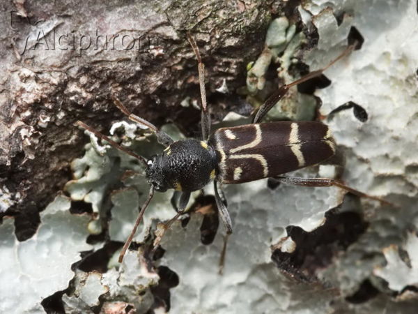 Xylotrechus antilope