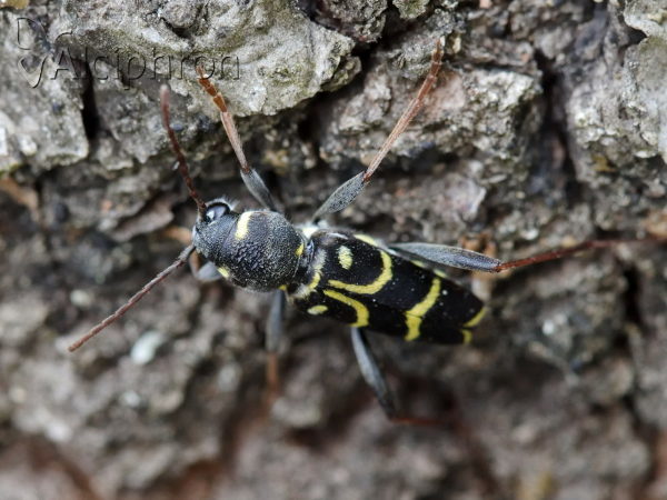 Xylotrechus antilope