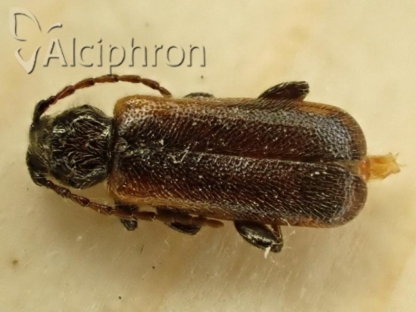 Phymatodes glabratus