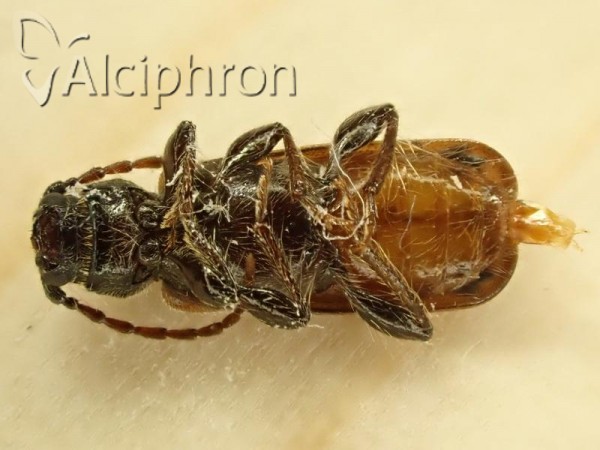 Phymatodes glabratus