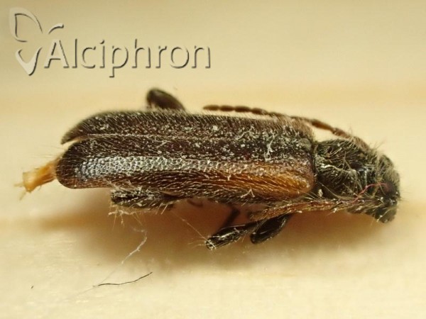 Phymatodes glabratus