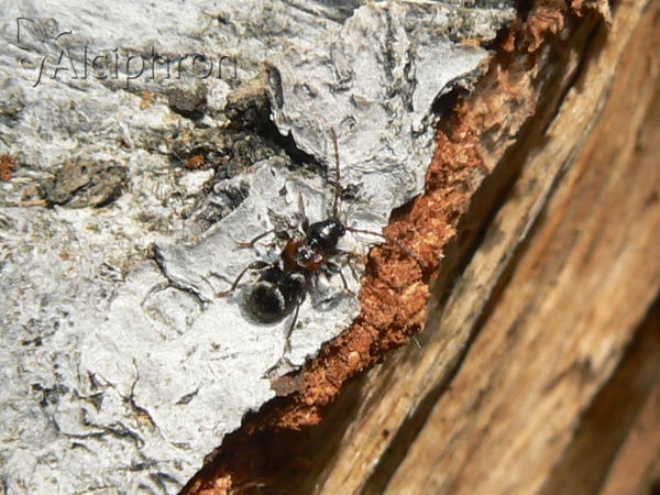 Phymatodes alni
