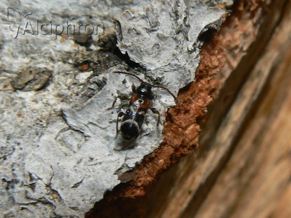 Phymatodes alni