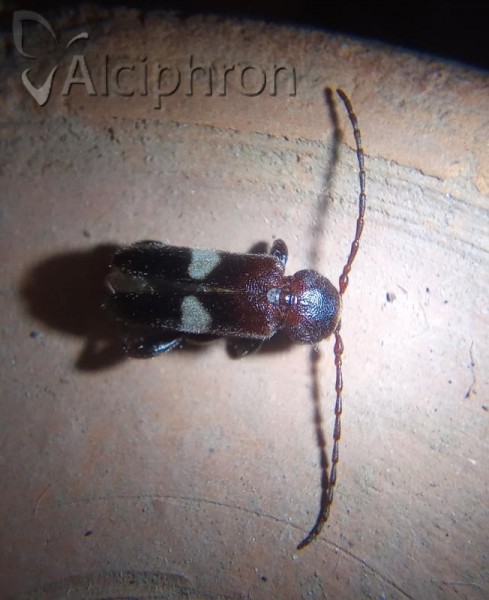 Phymatodes fasciatus