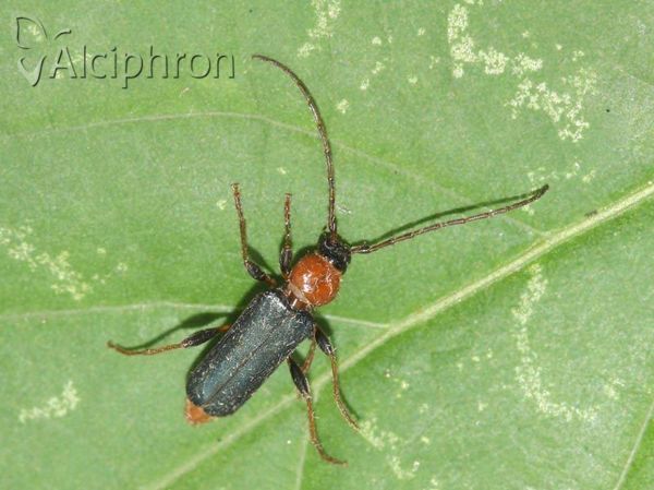 Phymatodes testaceus