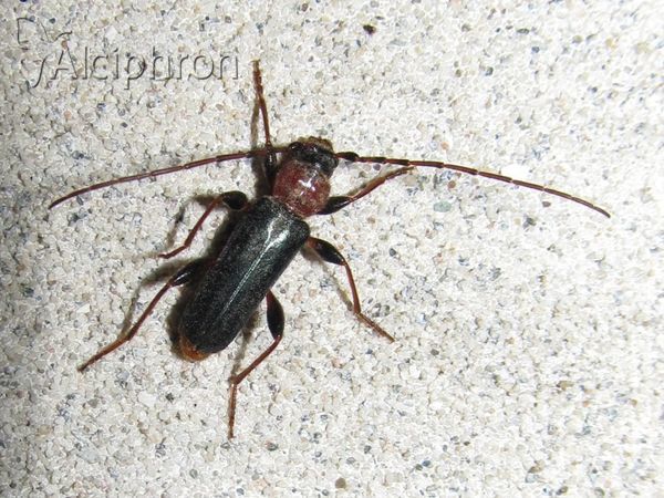 Phymatodes testaceus