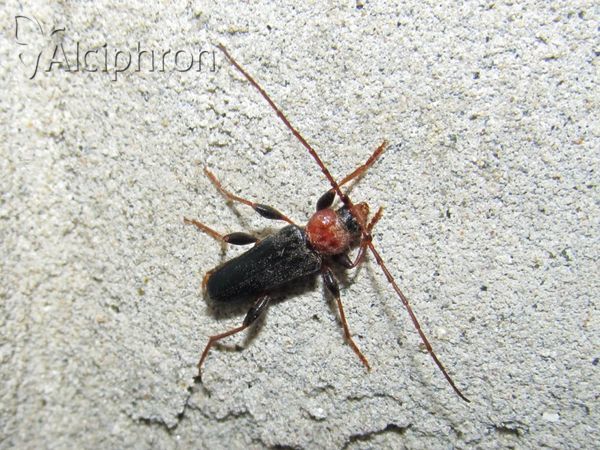 Phymatodes testaceus