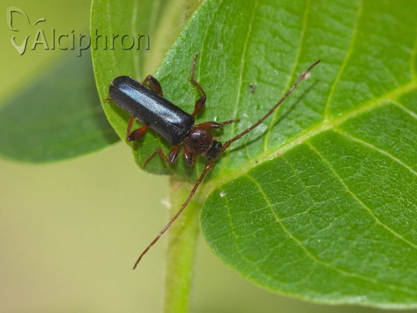 Phymatodes testaceus