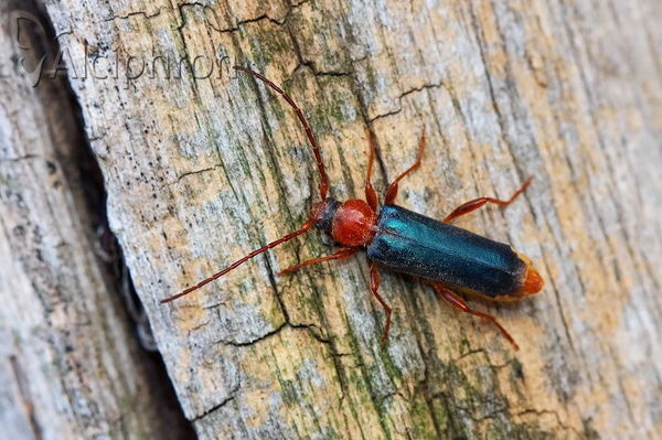 Phymatodes testaceus