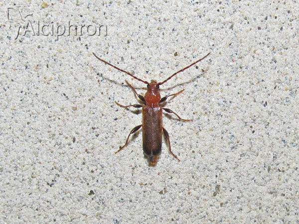 Phymatodes testaceus