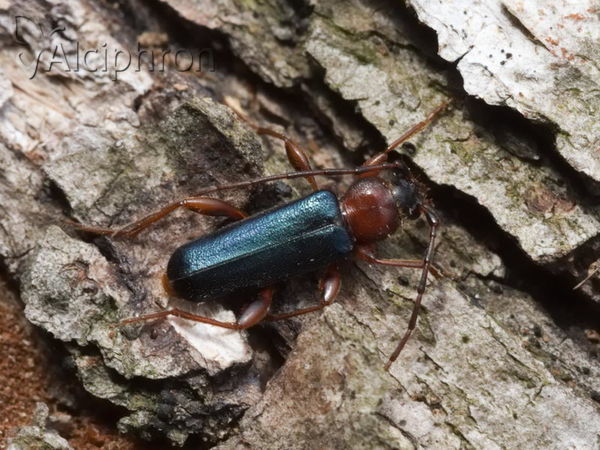 Phymatodes testaceus