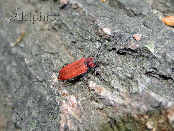 Pyrrhidium sanguineum