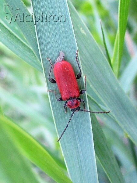 Pyrrhidium sanguineum